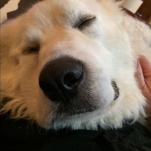 Meet your Posher, Iris